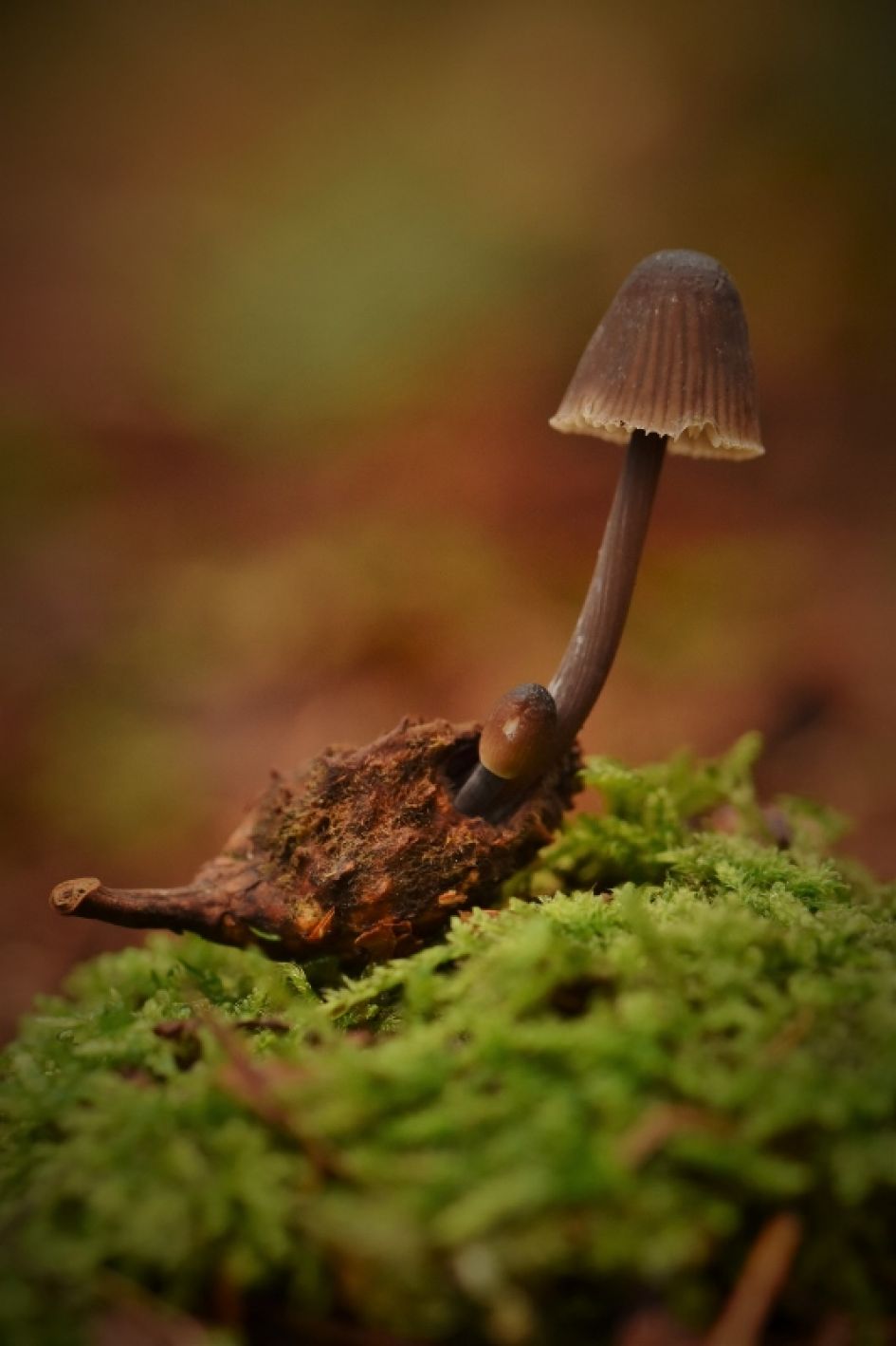 Welke paddenstoel is dit?